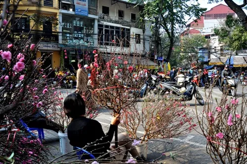 Hoa đào 'đổ bộ' xuống phố đón chào Tết ảnh 4 Hoa đào 'đổ bộ' xuống phố đón chào Tết