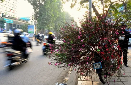 Hoa đào 'đổ bộ' xuống phố đón chào Tết ảnh 5 Hoa đào 'đổ bộ' xuống phố đón chào Tết