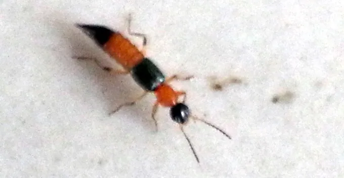 Cần Thơ xuất hiện kiến ba khoang tấn công người ảnh 1