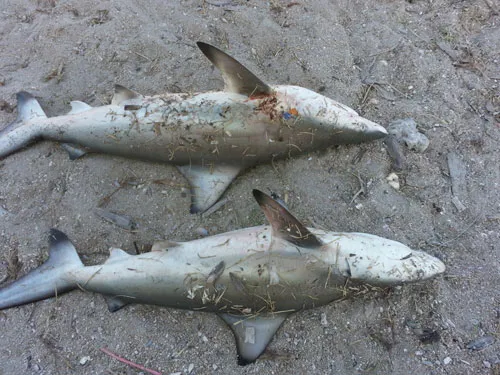 Cá mập xuất hiện hàng loạt tại biển Khánh Hòa ảnh 2 Cá mập xuất hiện tại vùng biển Khánh Hòa 2