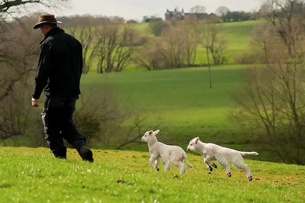 Nhân giống cừu 6 chân ảnh 4 Nhân giống cừu 6 chân ảnh 4