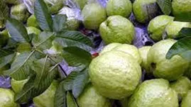 Tác dụng chữa bệnh của cây ổi ảnh 1