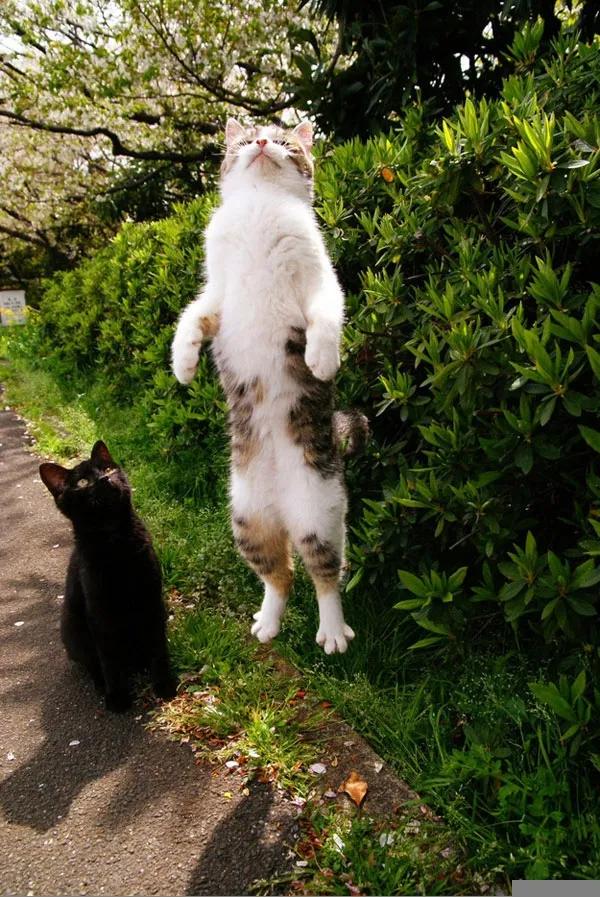 Những khoảnh khắc "phi thường" của động vật ảnh 20