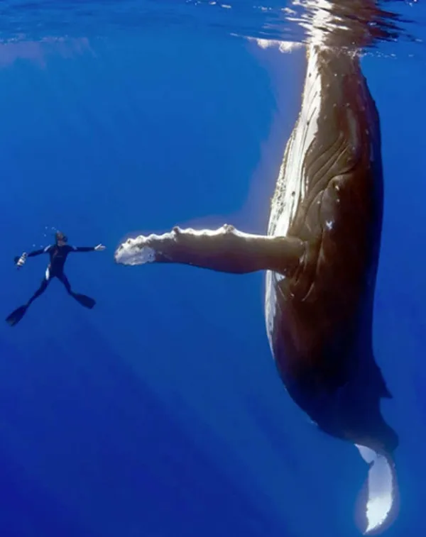 Những khoảnh khắc "phi thường" của động vật ảnh 12