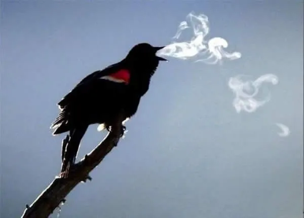 Những khoảnh khắc "phi thường" của động vật ảnh 5