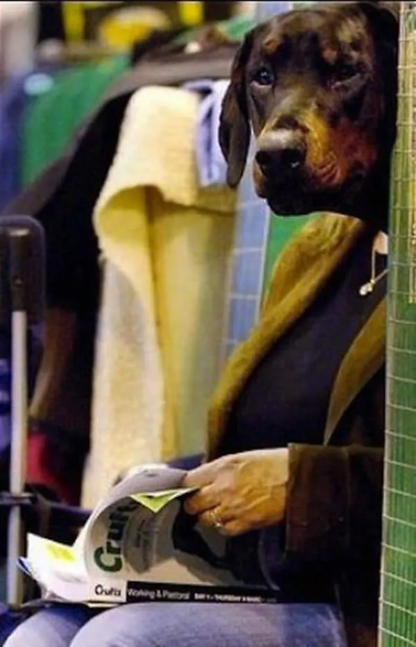 Những khoảnh khắc "phi thường" của động vật ảnh 8