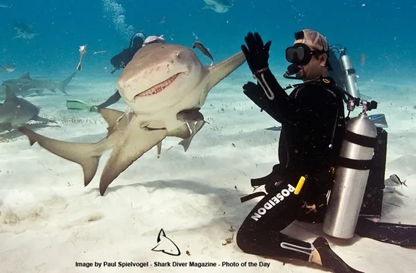 Những khoảnh khắc "phi thường" của động vật ảnh 9