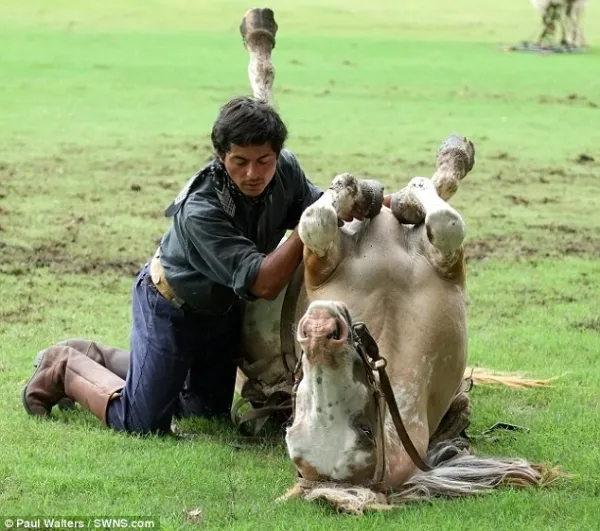 Huấn luyện ngựa... tập yoga ảnh 9 Huấn luyện ngựa... tập yoga ảnh 9