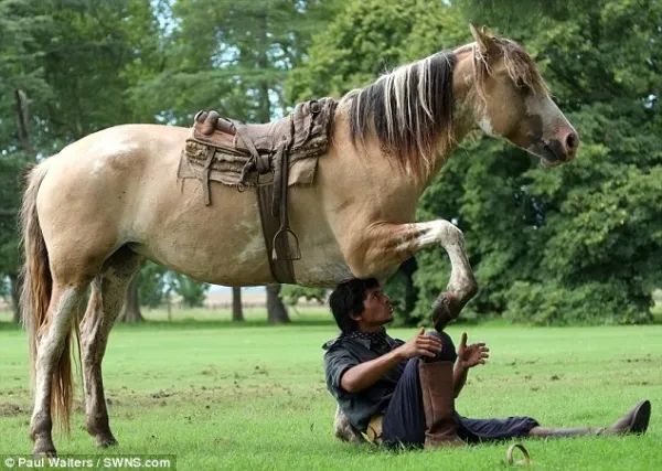 Huấn luyện ngựa... tập yoga ảnh 12 Huấn luyện ngựa... tập yoga ảnh 12