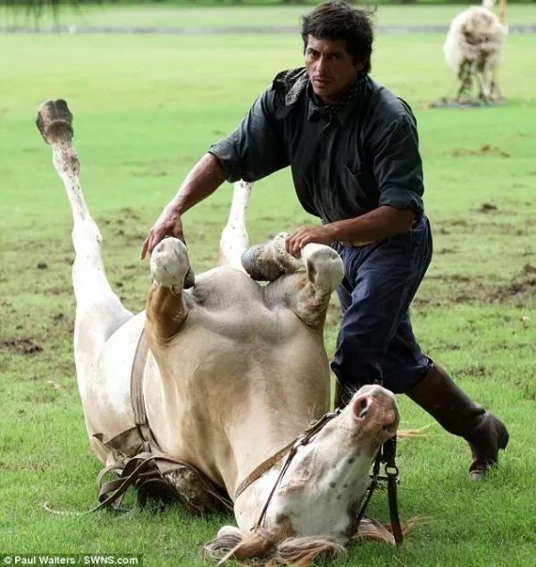 Huấn luyện ngựa... tập yoga ảnh 2 Huấn luyện ngựa... tập yoga ảnh 2