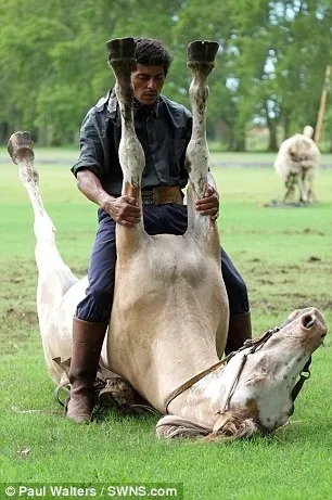 Huấn luyện ngựa... tập yoga ảnh 3 Huấn luyện ngựa... tập yoga ảnh 3
