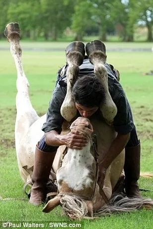 Huấn luyện ngựa... tập yoga ảnh 4