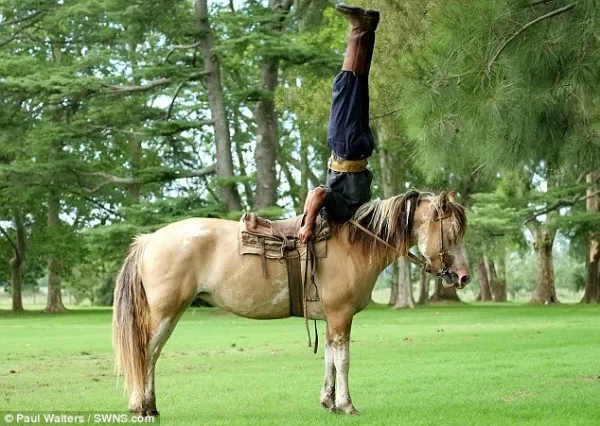 Huấn luyện ngựa... tập yoga ảnh 5 Huấn luyện ngựa... tập yoga ảnh 5