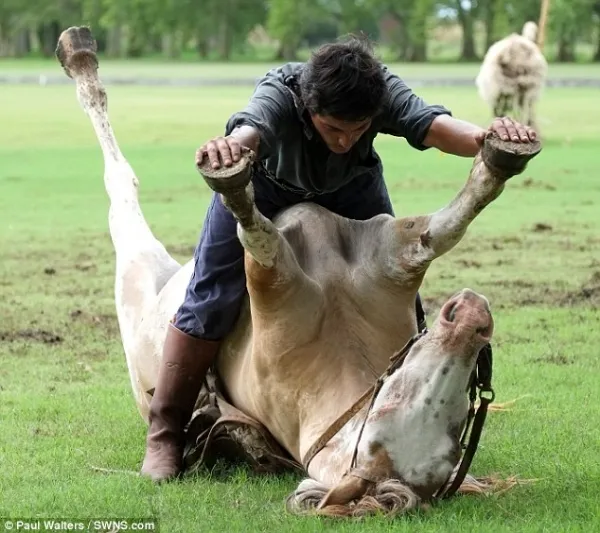 Huấn luyện ngựa... tập yoga ảnh 10 Huấn luyện ngựa... tập yoga ảnh 10