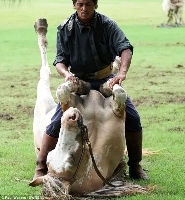 Huấn luyện ngựa... tập yoga ảnh 13 Huấn luyện ngựa... tập yoga ảnh 13