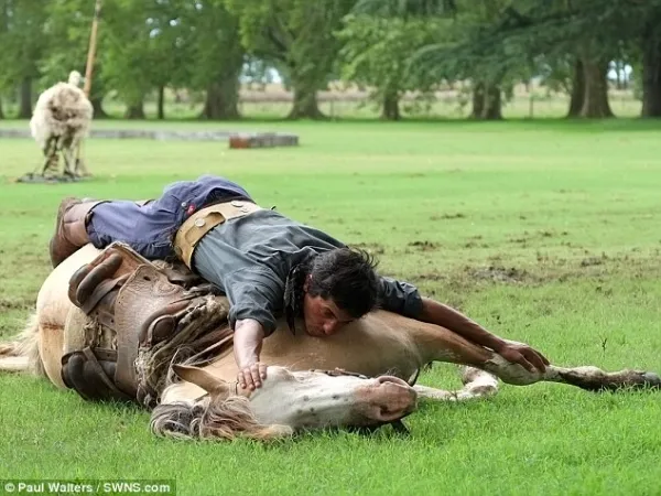 Huấn luyện ngựa... tập yoga ảnh 1 Huấn luyện ngựa... tập yoga ảnh 1