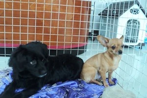 Những 'thú cưng' được gửi tại các phòng VIP. (Ảnh: Thanh Tâm/Vietnam+)