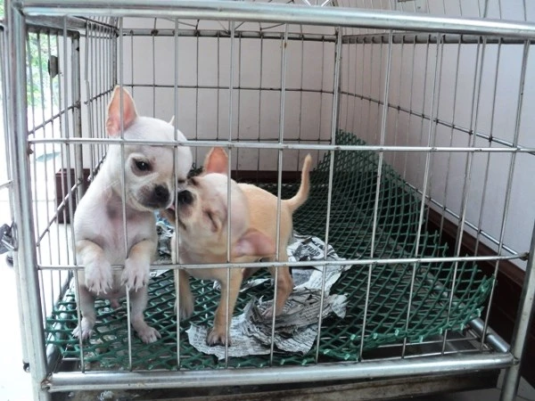 Dịch vụ trông giữ chó, mèo “đắt khách” dịp nghỉ lễ ảnh 4