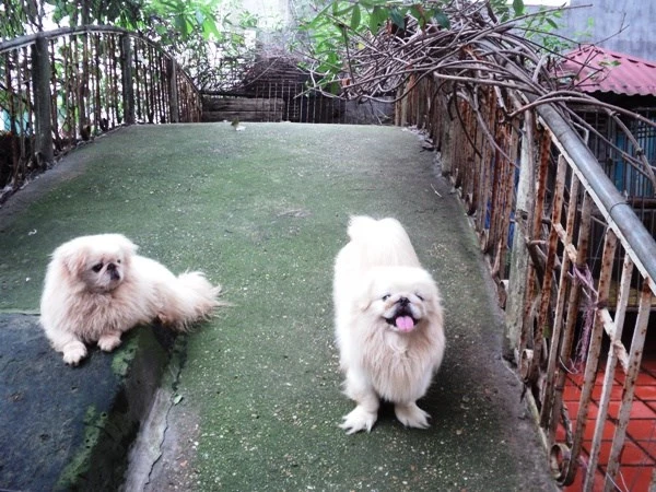 Dịch vụ trông giữ chó, mèo “đắt khách” dịp nghỉ lễ ảnh 3