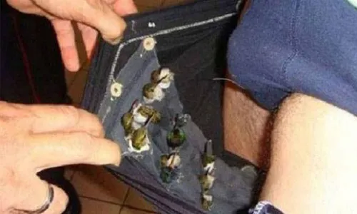 Những con chim, một số bị buộc mỏ, được giấu trong quần dài dể buôn lậu về Mỹ. Ảnh: CEN. Những con chim, một số bị buộc mỏ, được giấu trong quần dài dể buôn lậu về Mỹ. Ảnh: CEN.