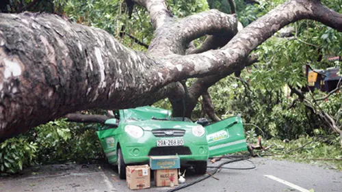 Dừng xe, tránh xa nơi có nhiều cây cối khi mưa quá to ảnh 1