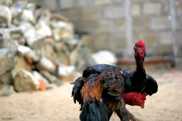 Có ai mê chọi gà? ảnh 5