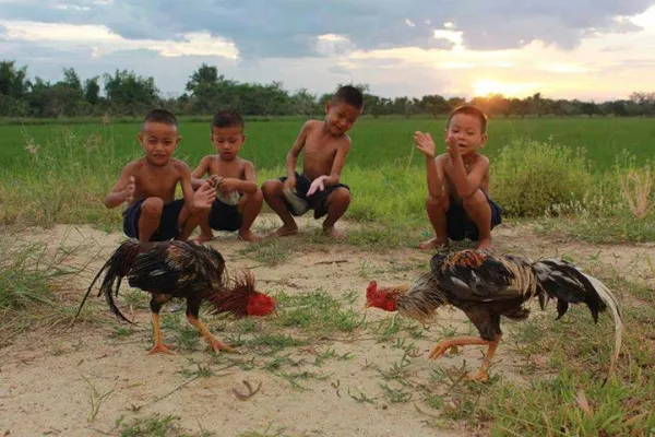 Có ai mê chọi gà? ảnh 1