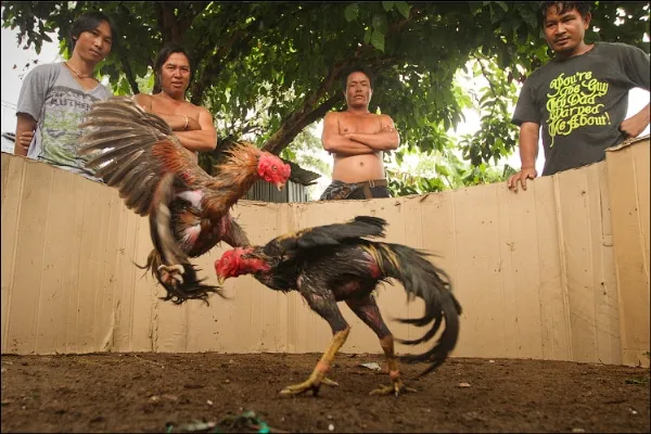 Có ai mê chọi gà? ảnh 13