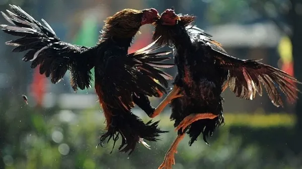 Có ai mê chọi gà? ảnh 12