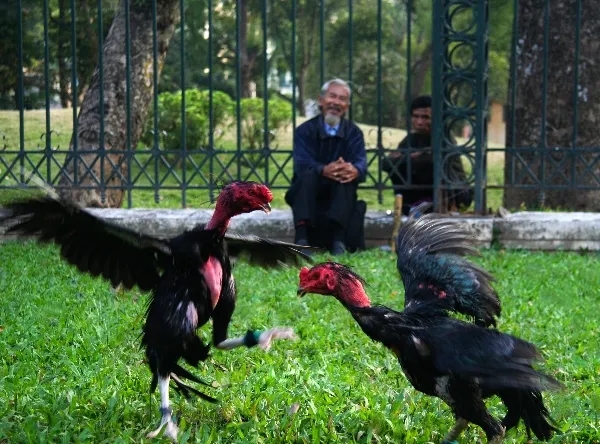 Có ai mê chọi gà? ảnh 10