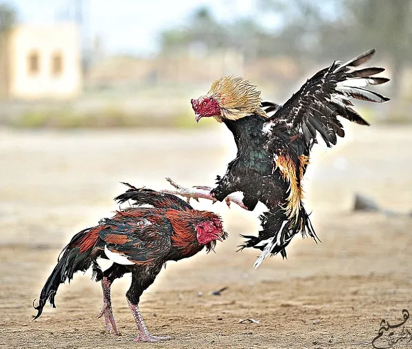 Có ai mê chọi gà? ảnh 17