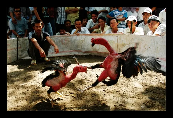 Có ai mê chọi gà? ảnh 7