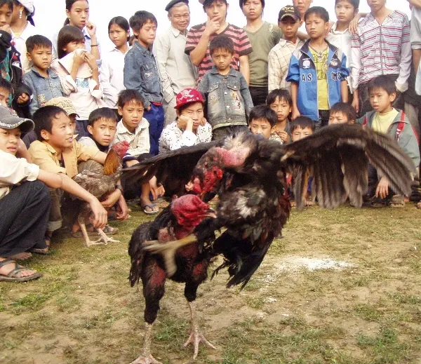 Có ai mê chọi gà? ảnh 8