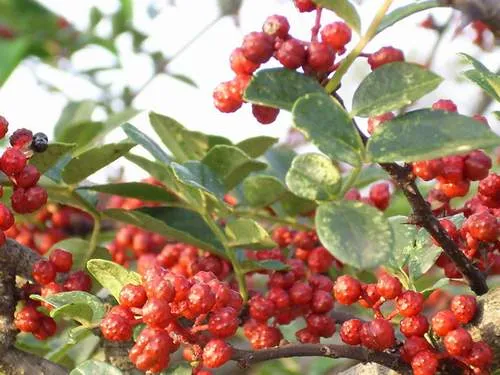 Bài thuốc chữa sưng lợi, đau răng hiệu quả 1