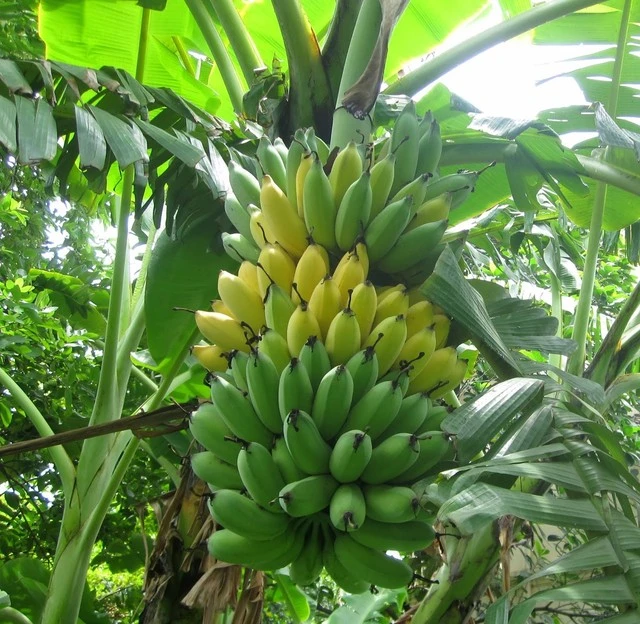 Mẹo hay chọn thực phẩm tươi ngon