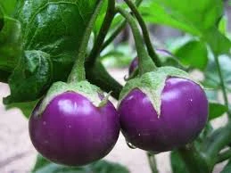 Mẹo hay chọn thực phẩm tươi ngon