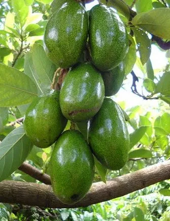 Khám phá 7 lợi ích tuyệt vời từ trái bơ