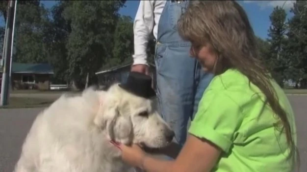 Chú chó trúng cử thị trưởng thị trấn tại Mỹ ảnh 1