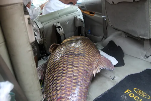 Người Sài Gòn bắt cá hô khổng lồ bán gần 200 triệu đồng ảnh 7 Giống cá hô có phần đầu khá to so với thân. Tuy thuộc họ Cá chép, nhưng cá hô không có râu. Người ta đã thấy có con cá hô dài tới 3 m, nặng khoảng 300 kg. Ở Việt Nam thỉnh thoảng đánh bắt được loại từ 100200 kg