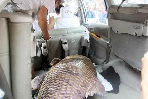 200 triệu; cá hô