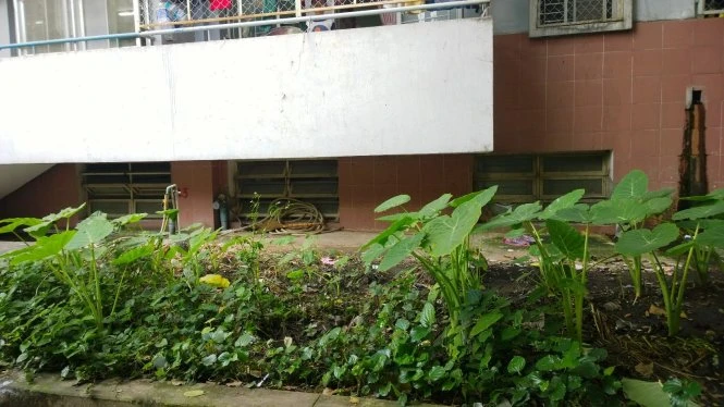 Bé trai 4 tuổi thoát chết khi rơi từ lầu 10? ảnh 1