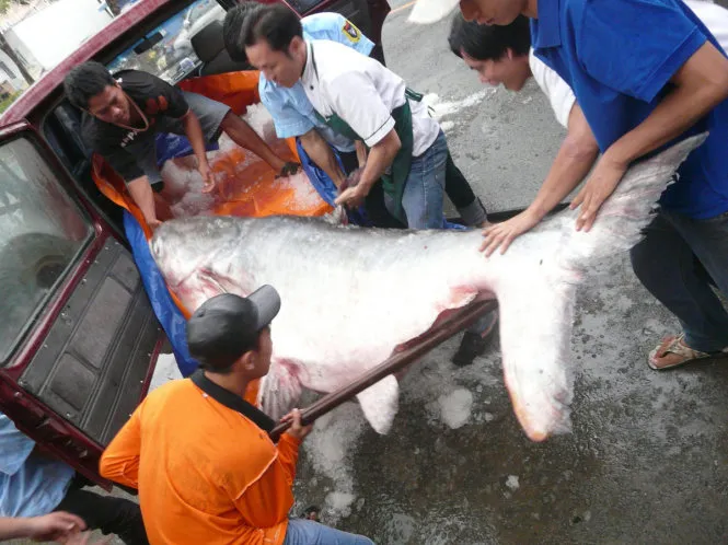 Nhân viên nhà hàng tại TP.HCM phải chật vật để đưa con cá tra dầu “khổng lồ” vào khu vực chế biến, bảo quản. Theo quản lý nhà hàng này, đây là con cá lớn nhất mà nhà hàng từng mua về
