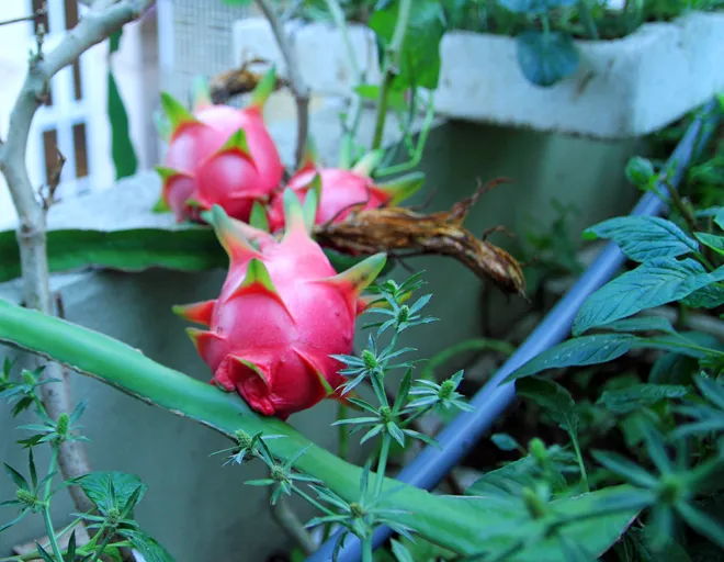 Trồng rau sạch trên ban công đủ 4 gia đình ăn ảnh 8