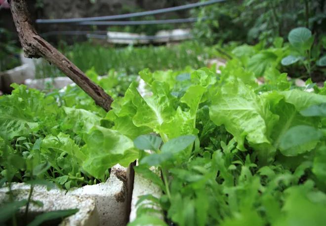 Trồng rau sạch trên ban công đủ 4 gia đình ăn ảnh 11