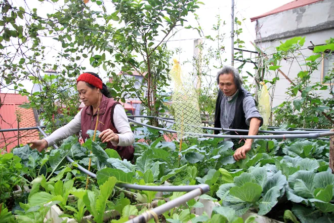 Trồng rau sạch trên ban công đủ 4 gia đình ăn ảnh 12