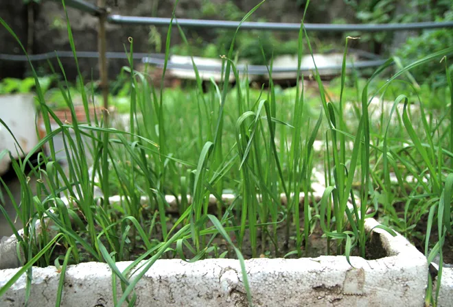 Trồng rau sạch trên ban công đủ 4 gia đình ăn ảnh 2