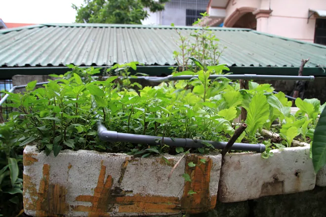 Trồng rau sạch trên ban công đủ 4 gia đình ăn ảnh 5 Trồng rau sạch trên ban công đủ 4 gia đình ăn ảnh 5