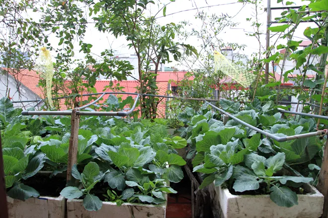 Trồng rau sạch trên ban công đủ 4 gia đình ăn ảnh 4 Trồng rau sạch trên ban công đủ 4 gia đình ăn ảnh 4