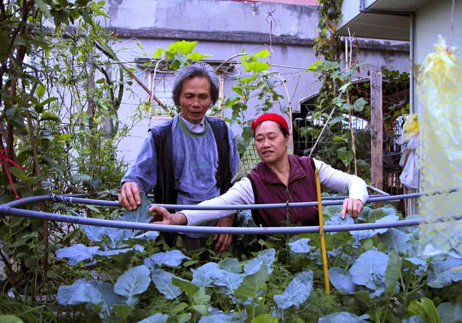 Trồng rau sạch trên ban công đủ 4 gia đình ăn ảnh 6