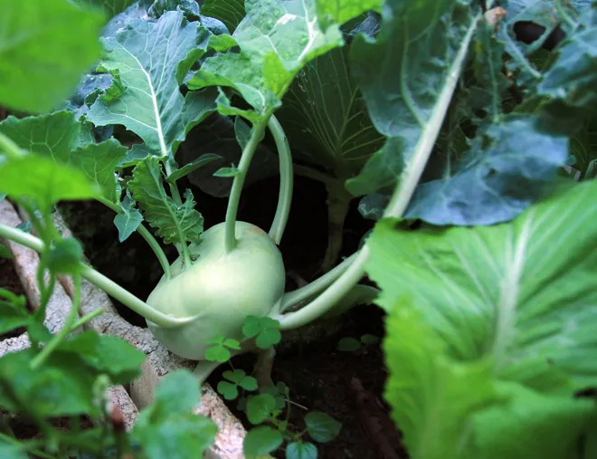 Trồng rau sạch trên ban công đủ 4 gia đình ăn ảnh 7